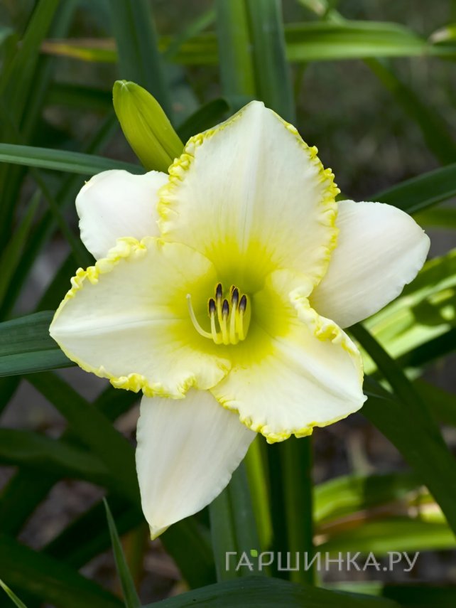 Қытайдың жас қыздарымен жыныстық қатынас Фистинг лесбиянка туралы бейне