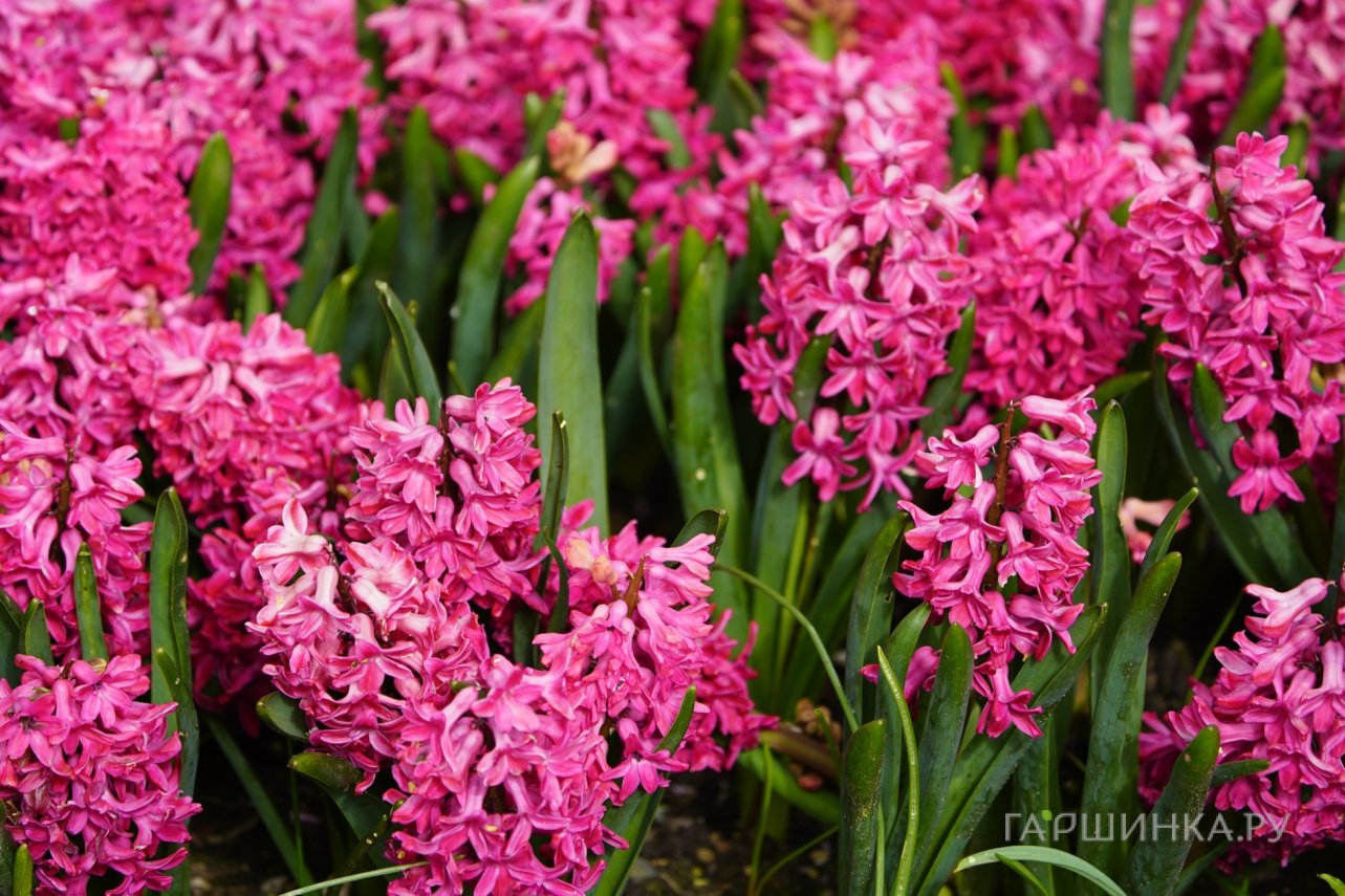 Гиацинт Ян Бос 3 шт