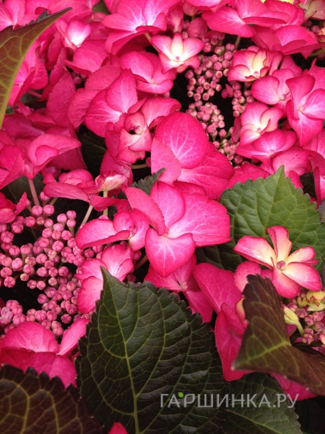 Гортензия Ред Ангел Дарк крупнолистная (макрофила)