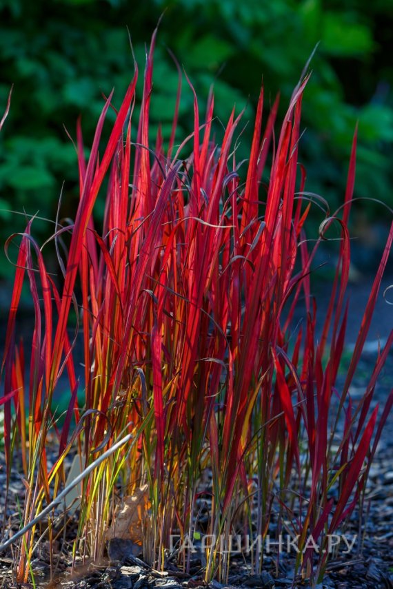 Императа Ред Барон