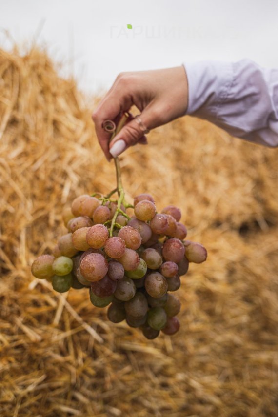 Виноград Хамелеон столовый
