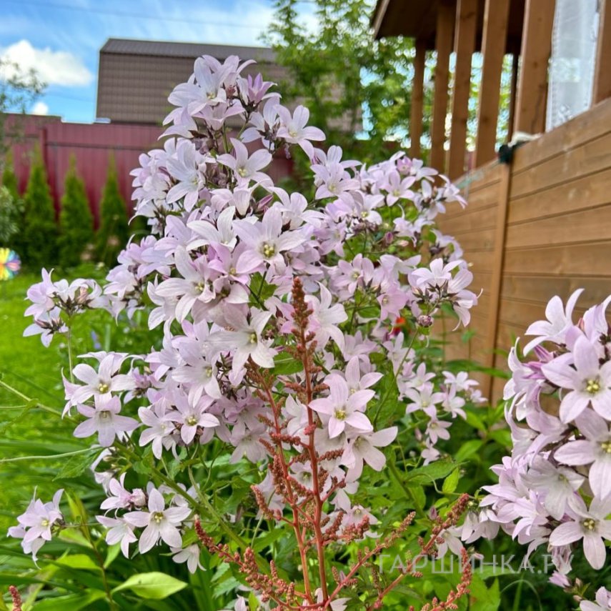 Колокольчик молочноцветковый Лоддон Анна