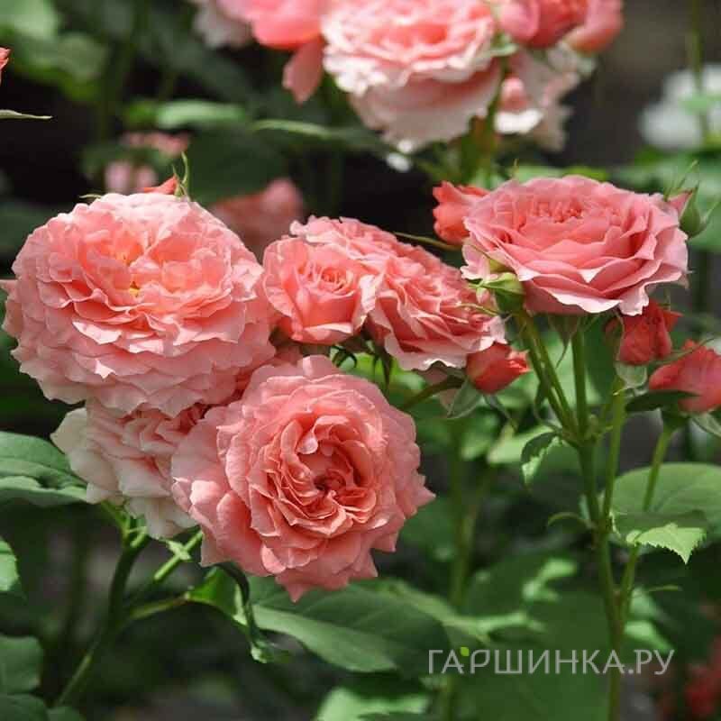 Роза Коралл Желе