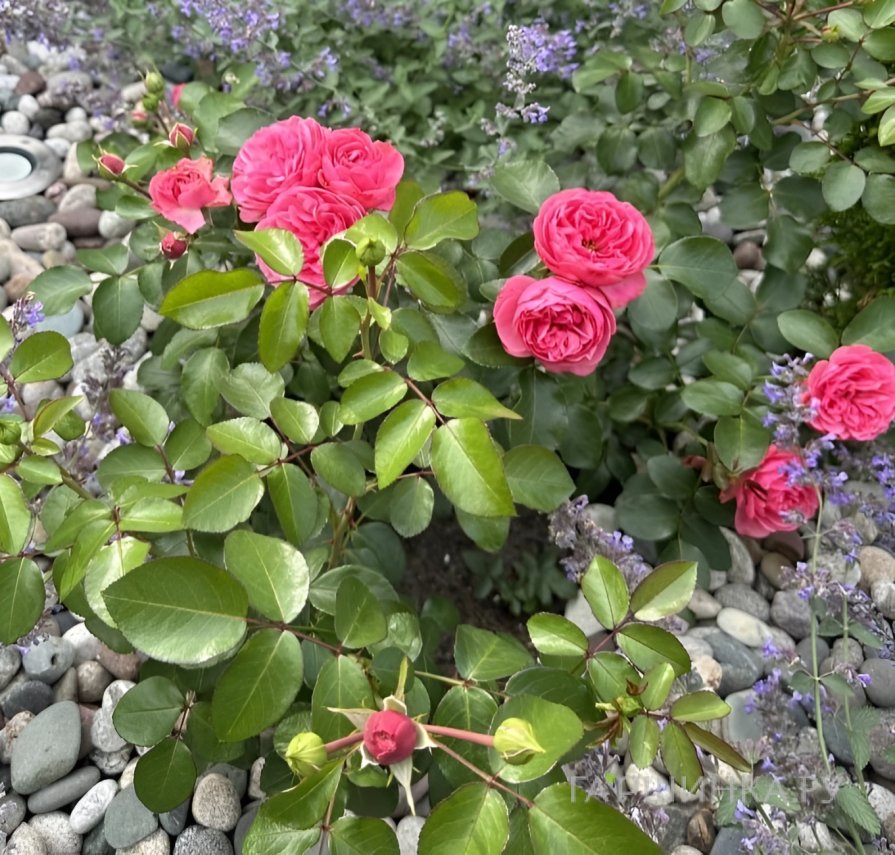 Роза Леонардо да Винчи, Мейян (лиц)