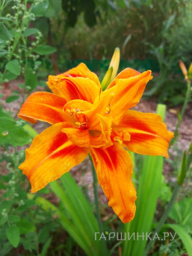 Лилейник Квансо