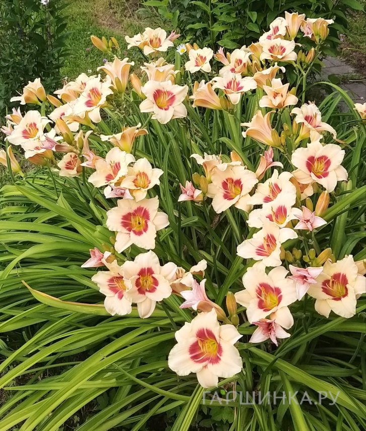 Лилейник Расбери Канди