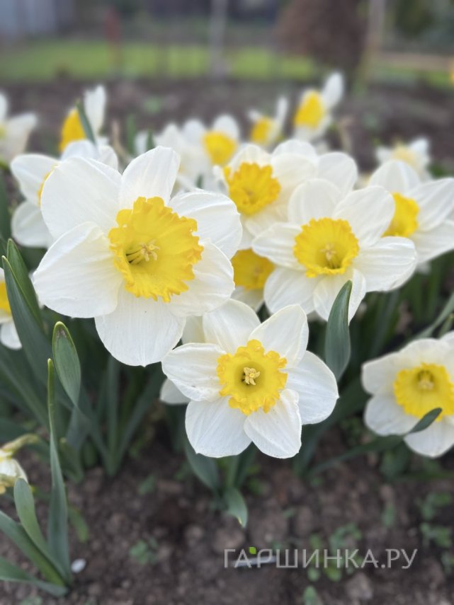 Нарцисс Саунд крупнокорончатый 5шт.