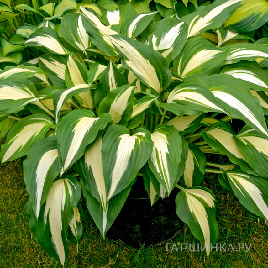 Хоста Найт бефо Крисмос (ML)