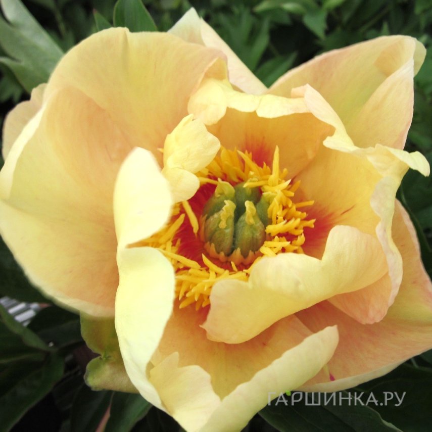 Пион Викинг Фул Мун (ИТО)