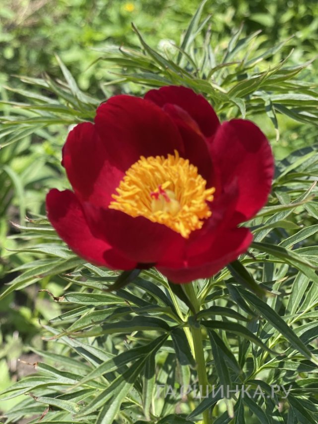 Пион уклоняющийся (Марьин корень)