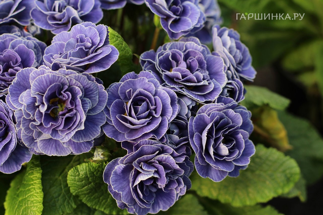 Примула Беларина Аметист Айс