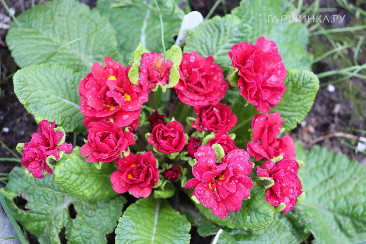 Примула Беларина Кармен