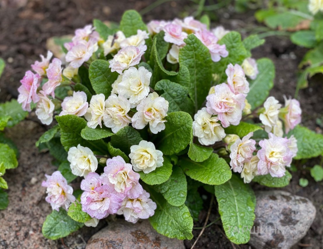 Примула Беларина Шампань