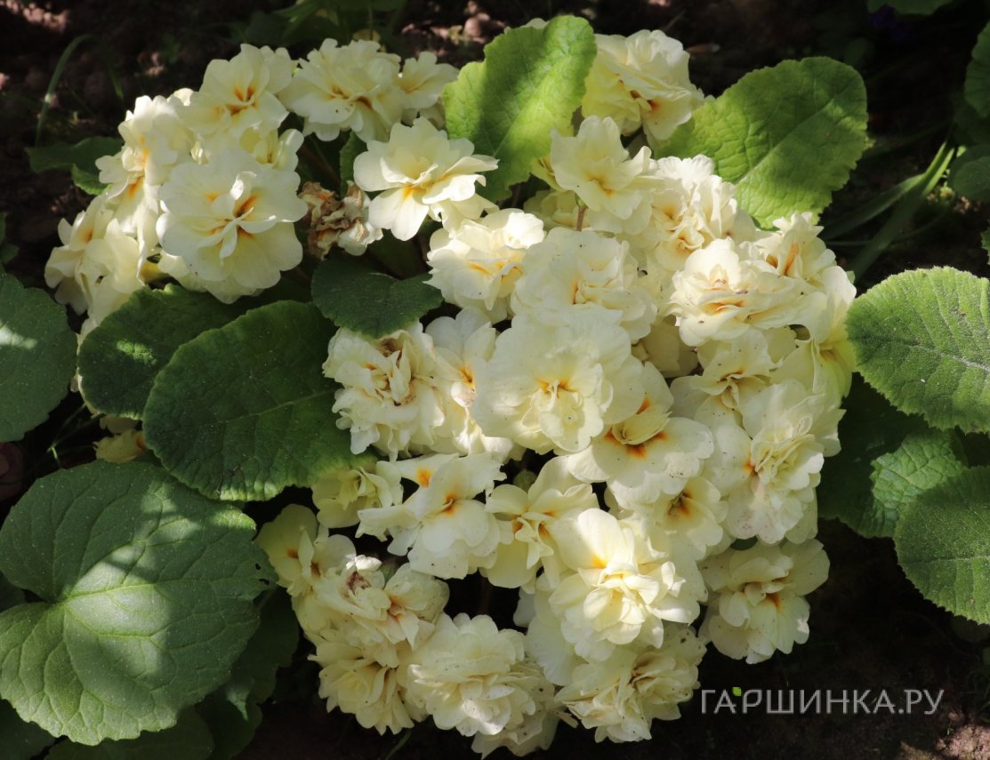 Примула Беларина Крим