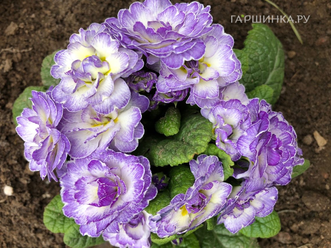 Примула Беларина Лавли Лилак