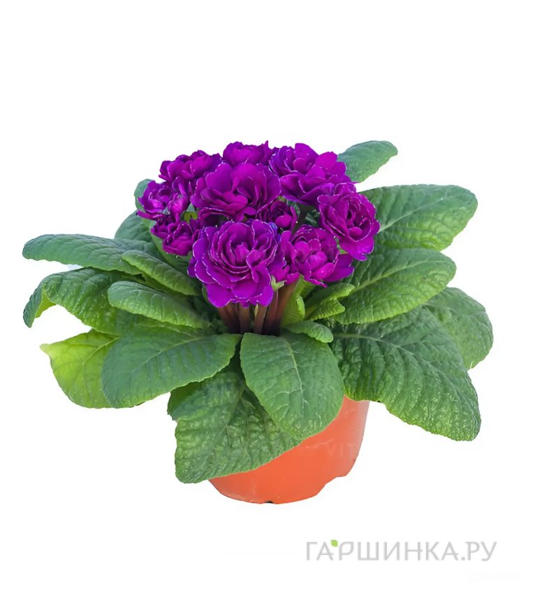 Примула Беларина Пурпл Даймонд