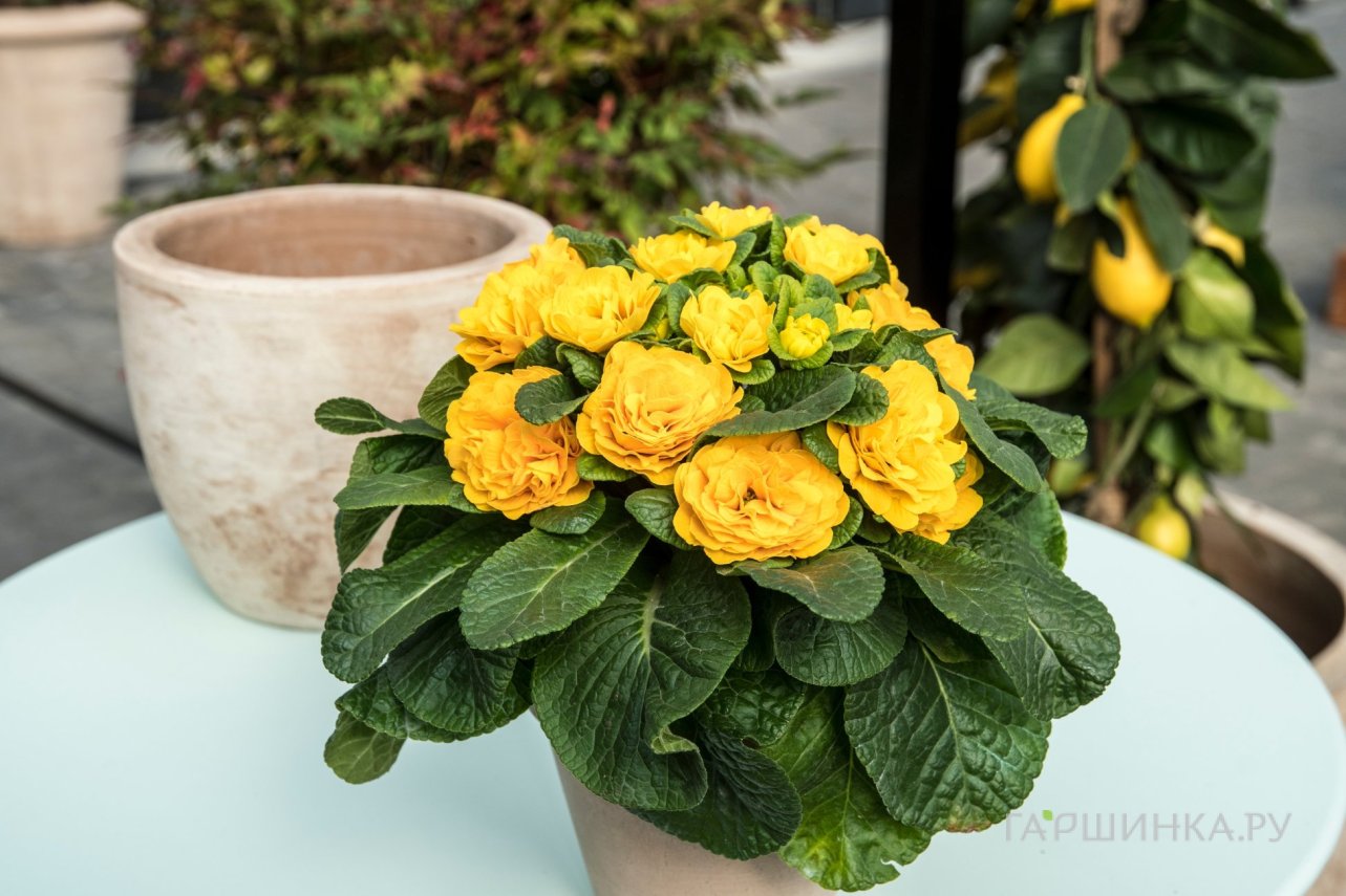 Примула Беларина Спринг Сан