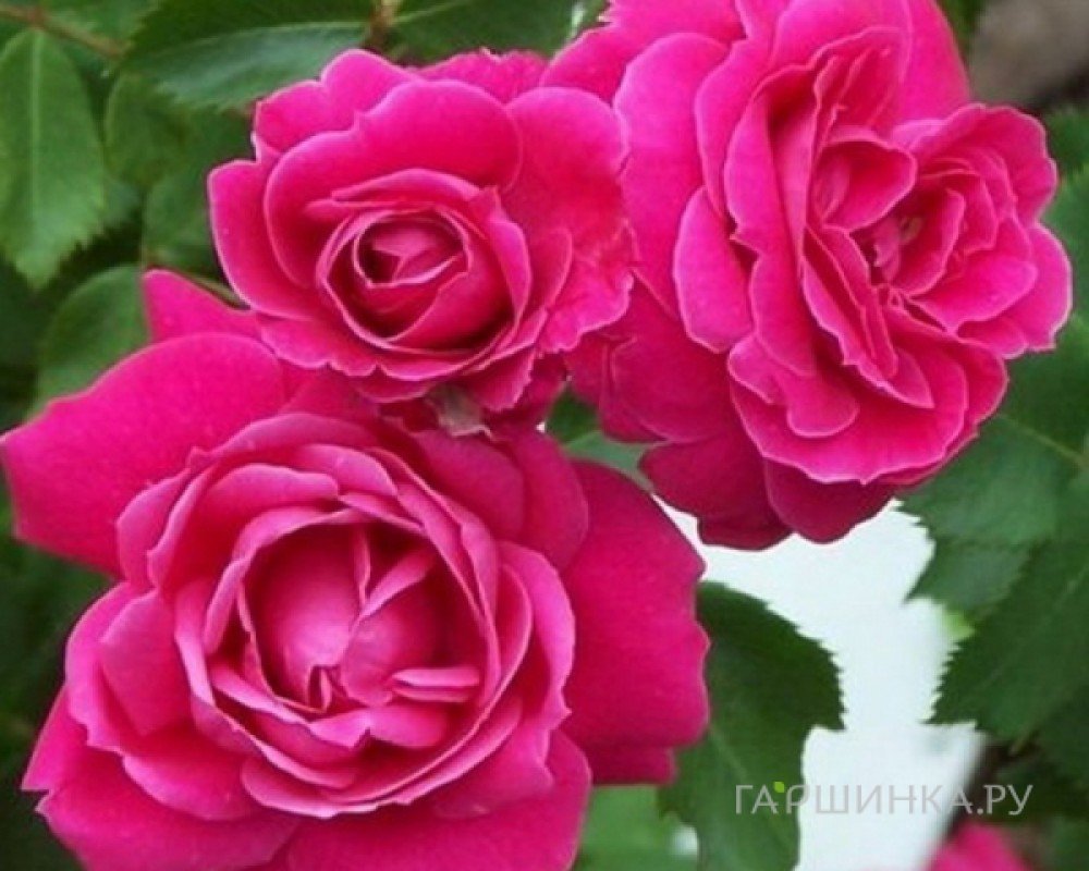 Роза Александр Маккензи