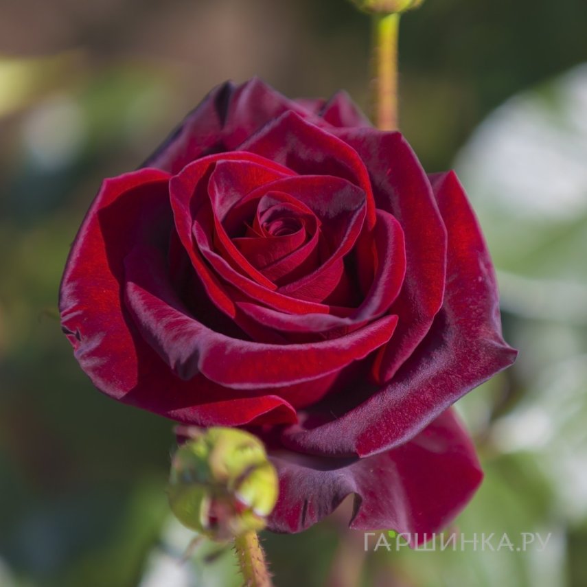 Роза Блэк Меджик чайно-гибридная, Топалович (лиц)