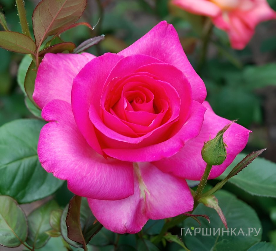 Роза Шок Версилия купить в Москве по низкой цене - интернет