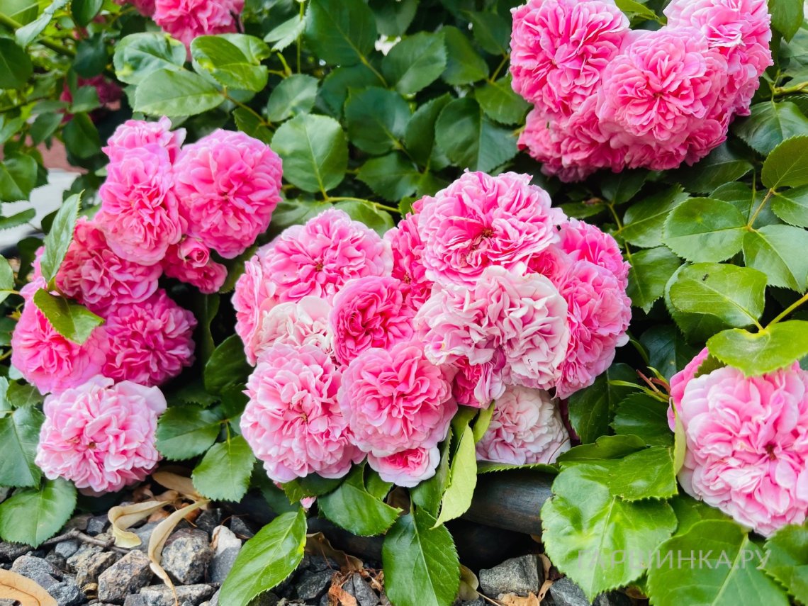 Роза Тереза Багнет канадская парковая (лиц)