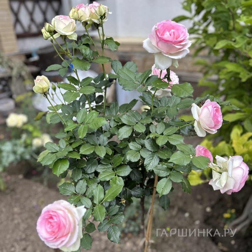 Роза Эден Роуз (Пьер Де Ронсар) на штамбе 110см