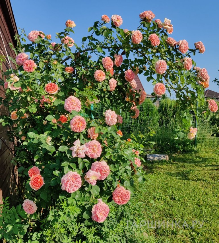 Роза Хендель плетистая, Imperial Rose