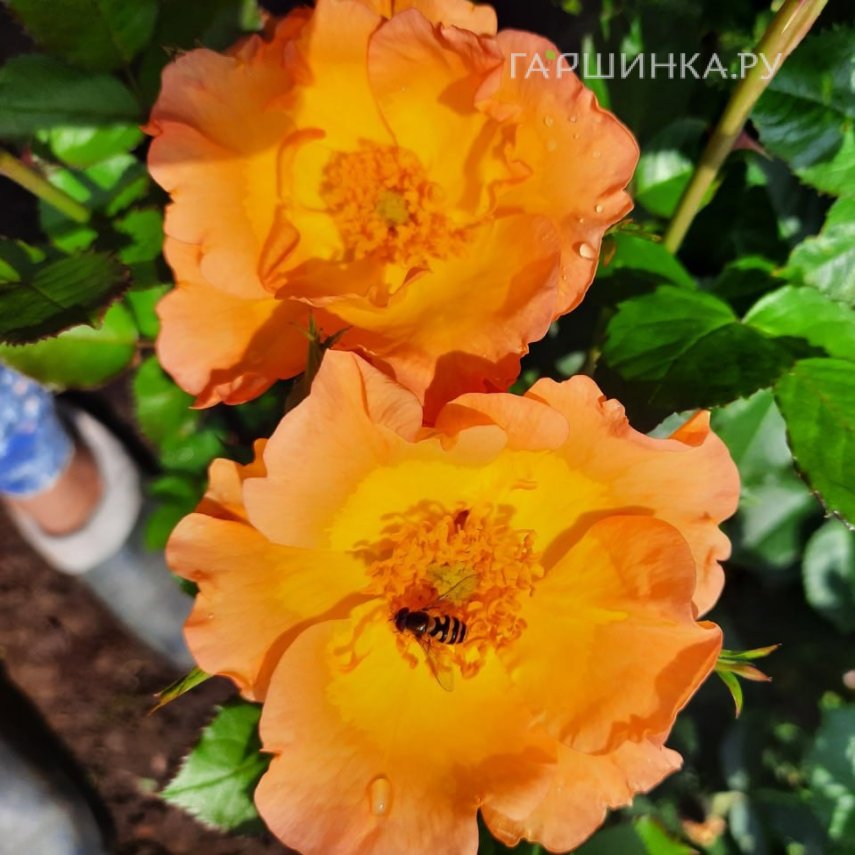 Роза Морден Санрайз канадская парковая (лиц)