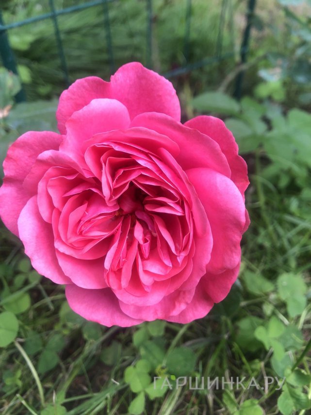 Роза Розариум Ютерсен, Кордес (лиц)