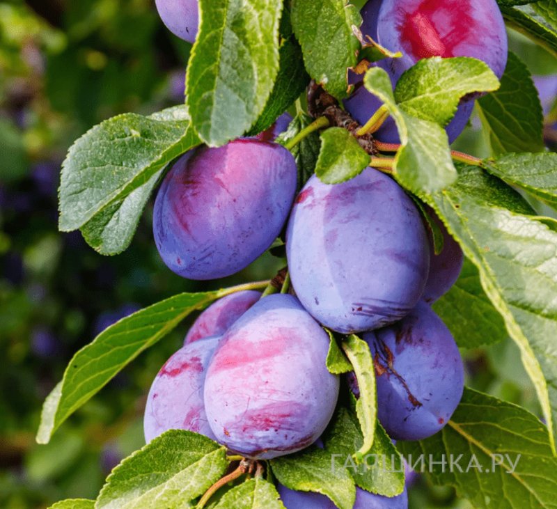 Слива Богатырь