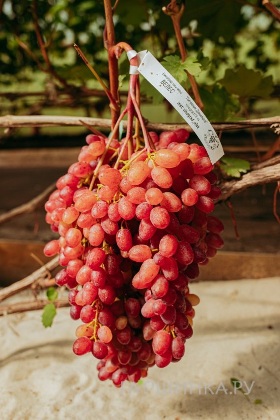 Виноград Кишмиш Велес
