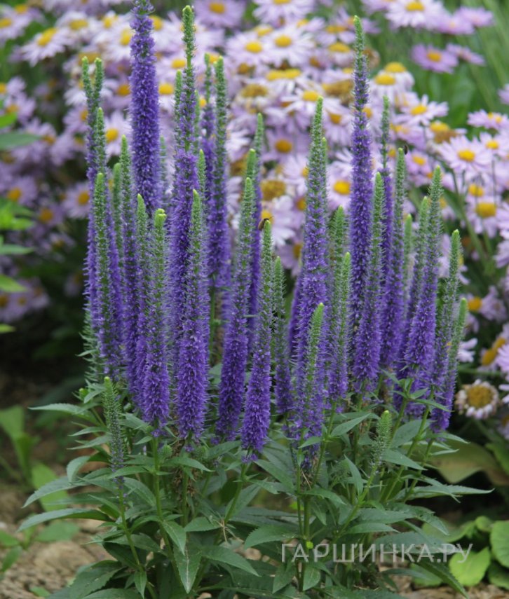 Вероника колосистая Ульстер Дварф Блю