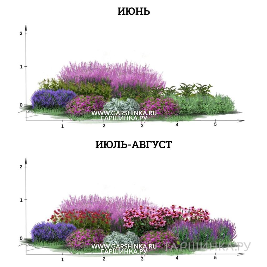 Яркий цветник из многолетников