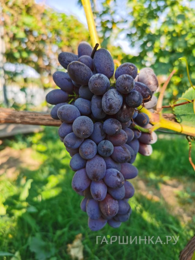 Виноград Кишмиш Юпитер бессемянный ранний