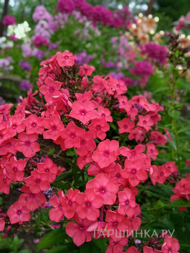 Флокс Иван-Заря