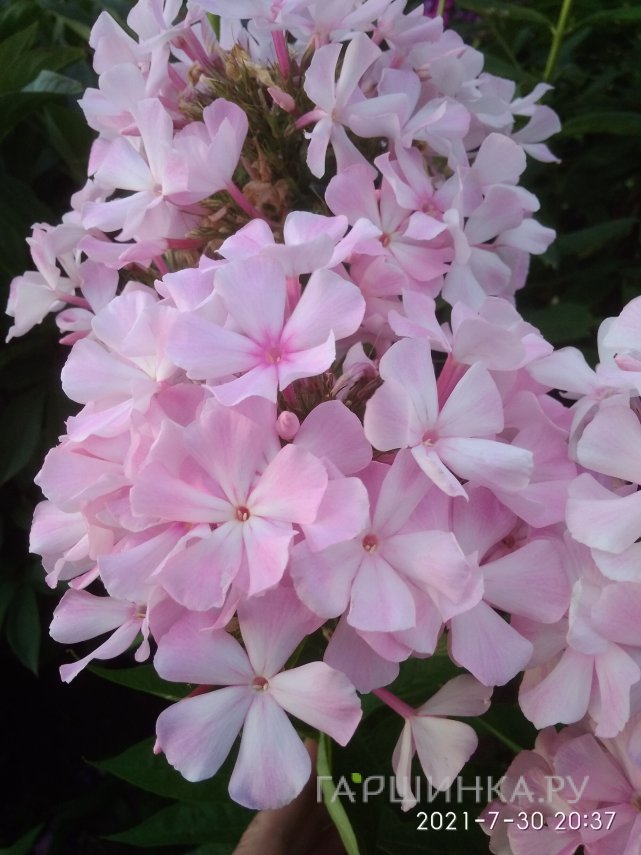 Флокс Народный