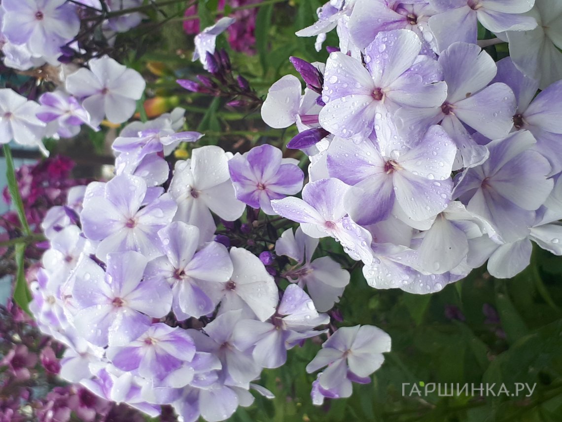 Флокс Чайка