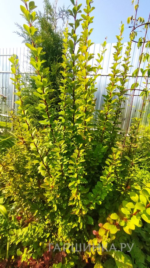 Барбарис Тунберга Эректа