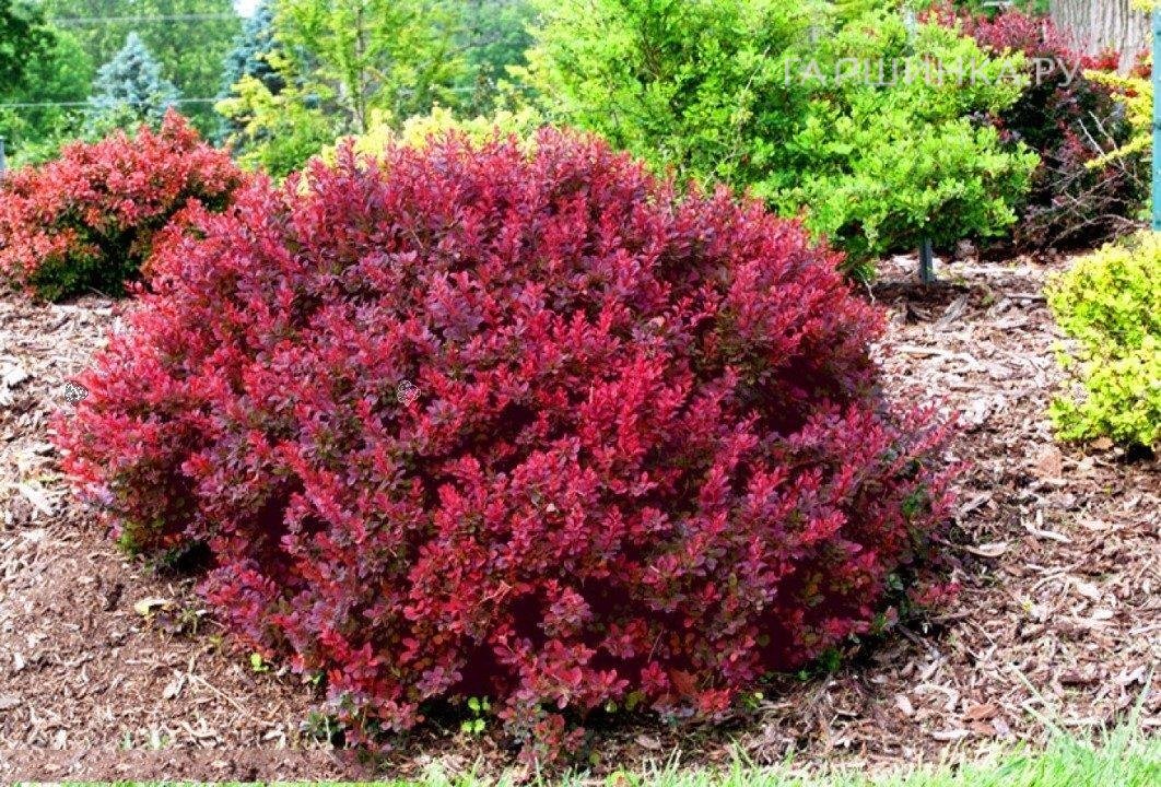 Барбарис Тунберга Багатель