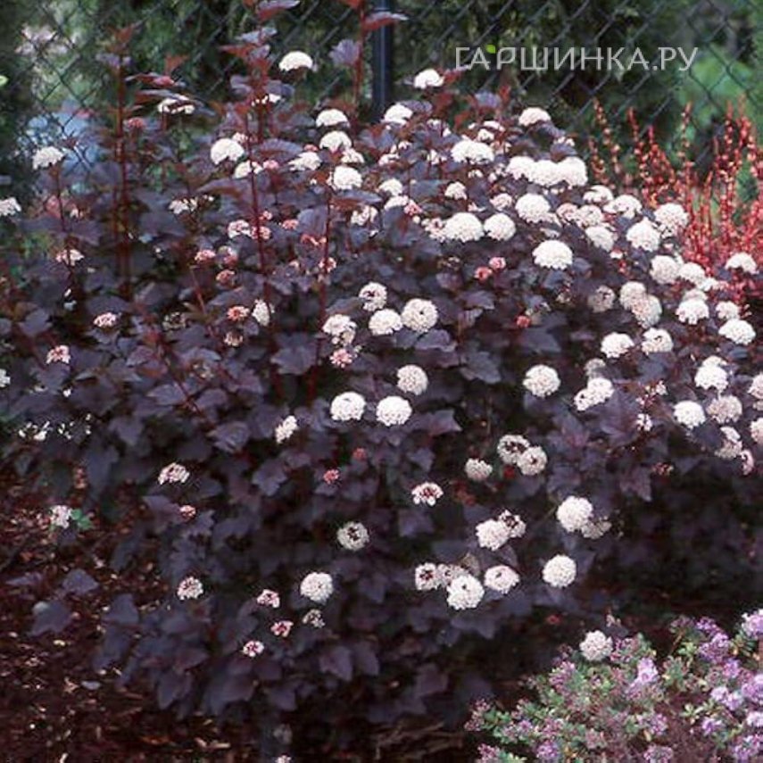 Пузыреплодник Диабло