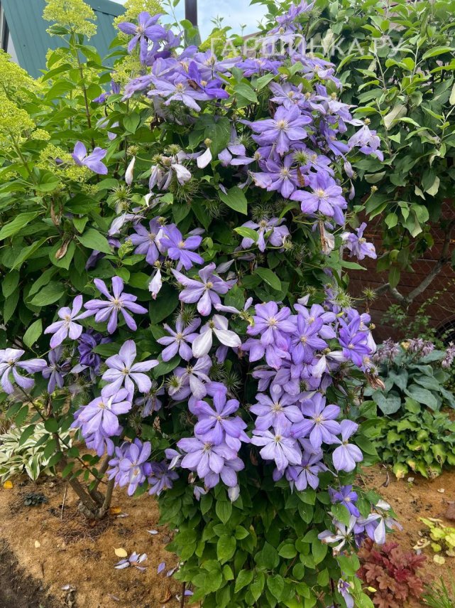 Клематис Миссис Чолмондели крупноцветковый (2)