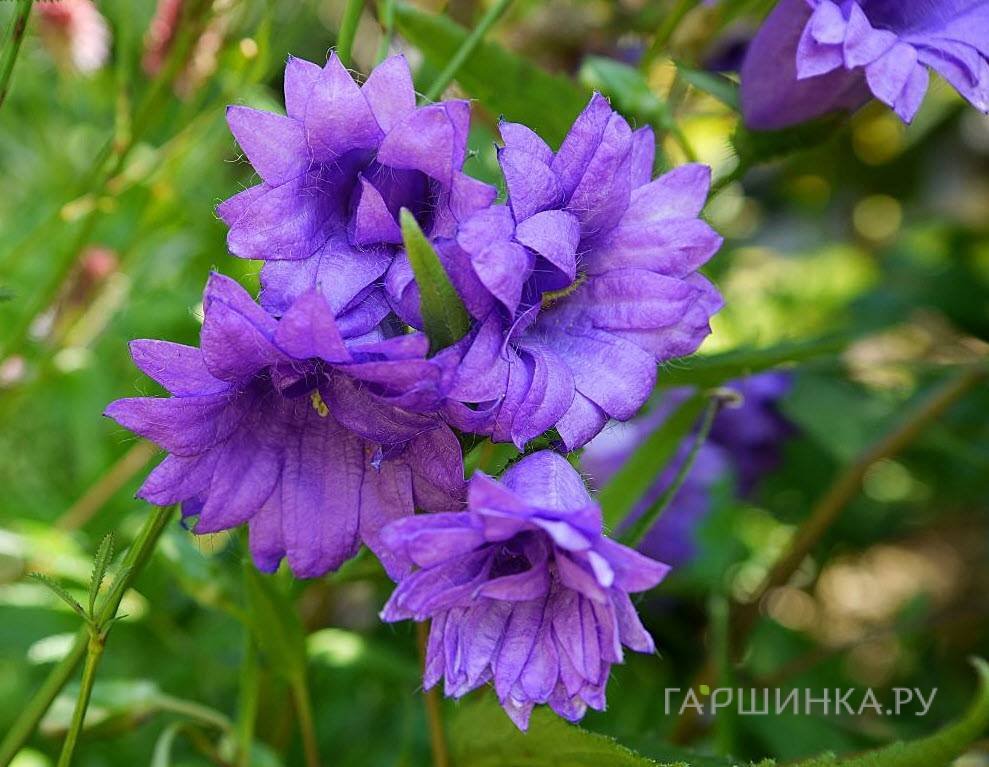 Колокольчик крапиволистный Бернис