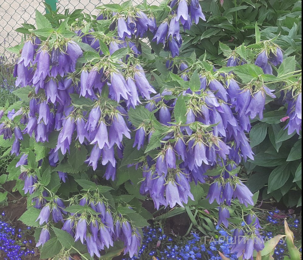 Колокольчик Сарастро