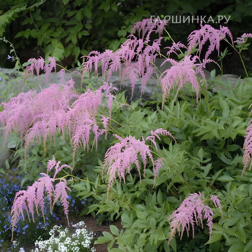 Астильба Тунберга Страуссенфедер