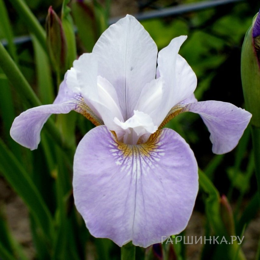 Ирис сибирский Данс Балерина Данс