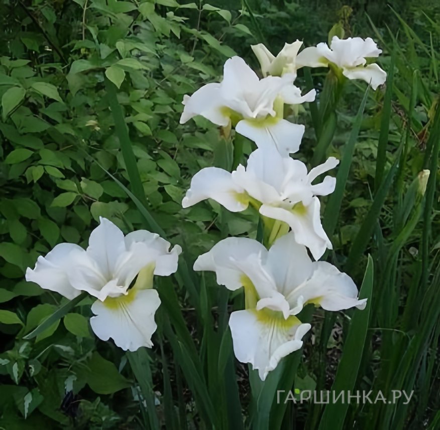 Ирис сибирский Харпсвелл Хэпинес