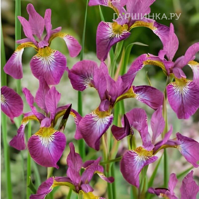 Ирис сибирский Спарклин Роуз