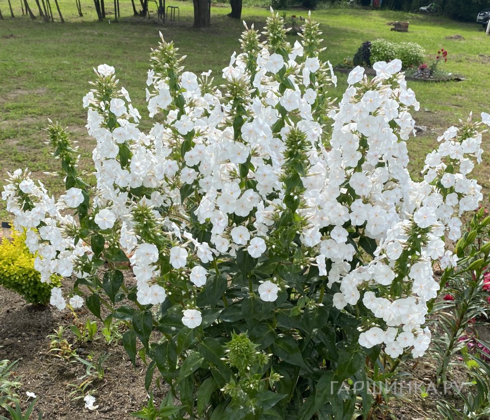 Флокс Вайт Адмирал метельчатый