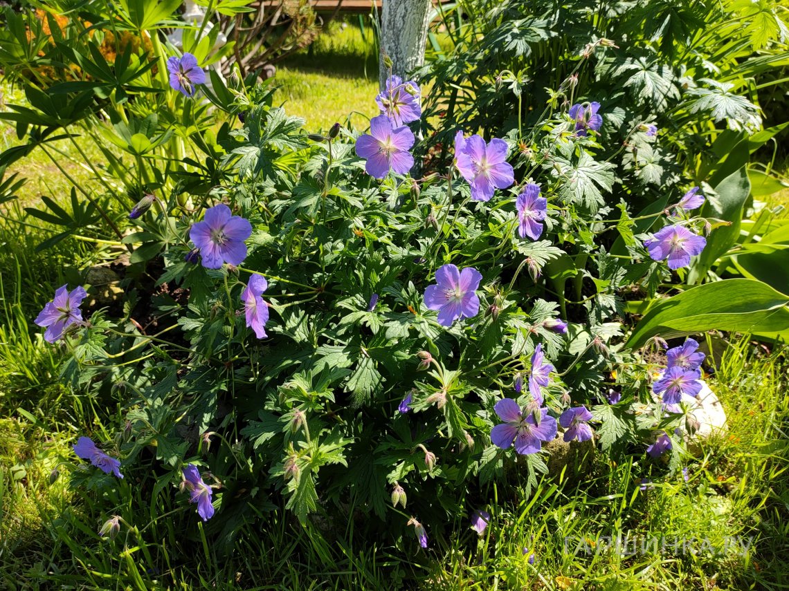 Герань садовая Розанна