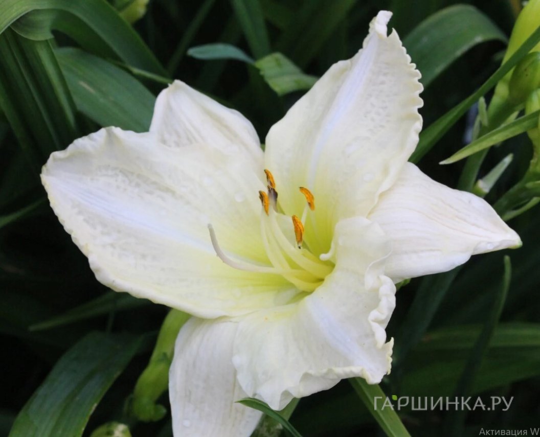 Лилейник Джоан Сеньор